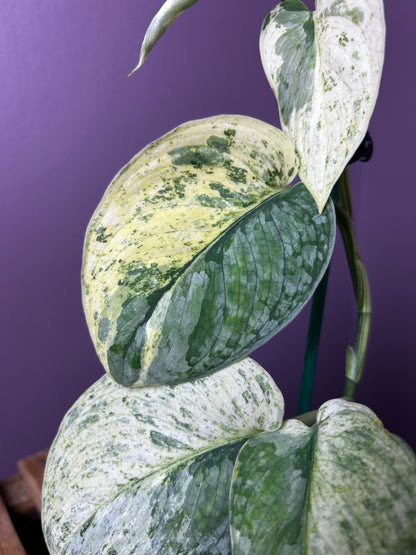 Scindapsus Halimoon 1