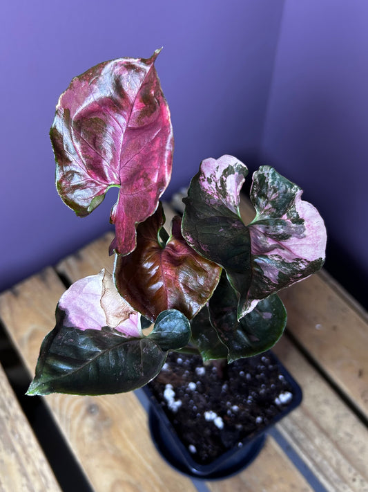 Syngonium Strawberry Ice Galaxy 5