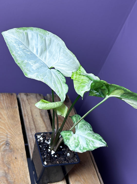 Syngonium White Butterfly variegata