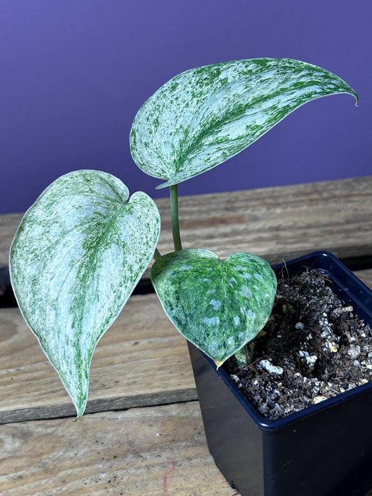 Scindapsus Hologram 2