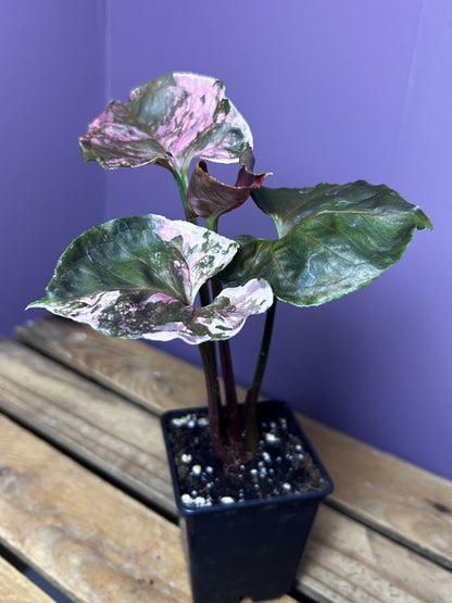 Syngonium Strawberry Ice Galaxy 2
