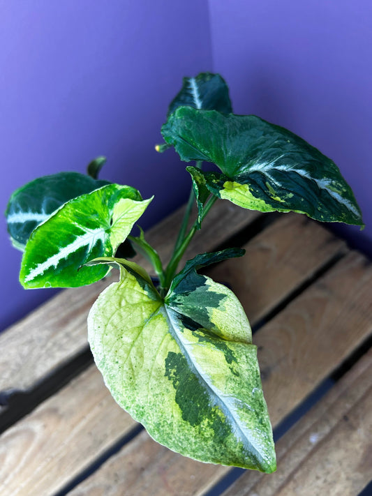 Syngonium Scrambled Eggs 1